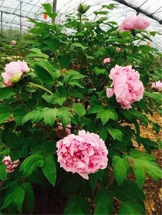 这个春天已激情开跑,繁华盛开,柏乡只待你来! 这个春天已激情开跑,繁华盛开,柏乡只待你来!