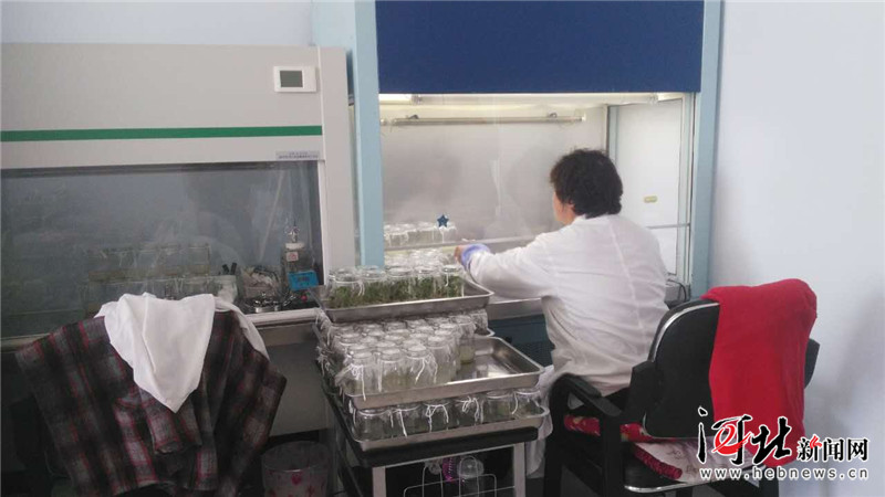 【记者走基层 五年看变化】二道渠土豆的“花式种法”